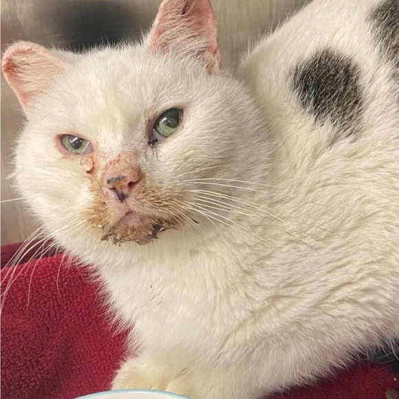 BE A GOOD HUMAN & BE KIND TO ALL LIFE! - Picture 13 of 13